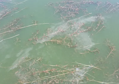 Curly-Leaf Pondweed