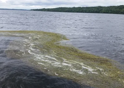 Mat of Curly-Leaf Pondweed