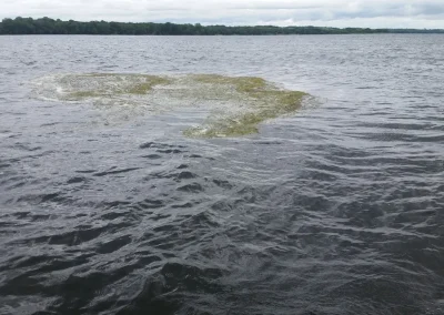 Mat of Curly-Leaf Pondweed